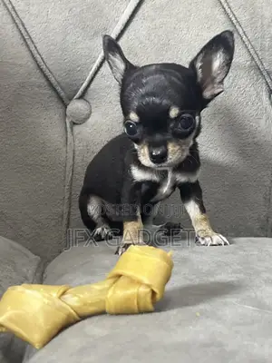 1-3 months Female Purebred Chihuahua