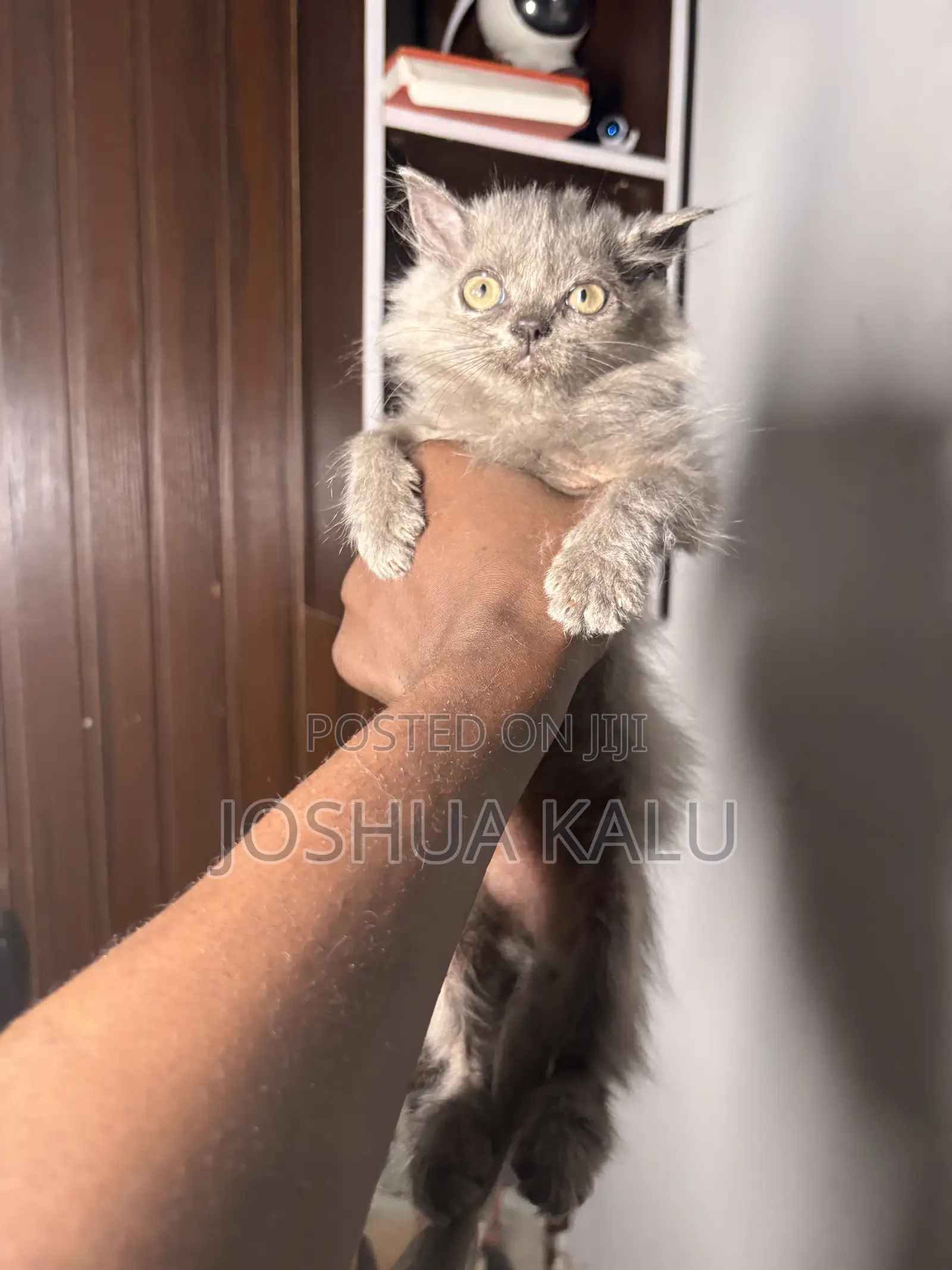 1-3 months Female Purebred Persian