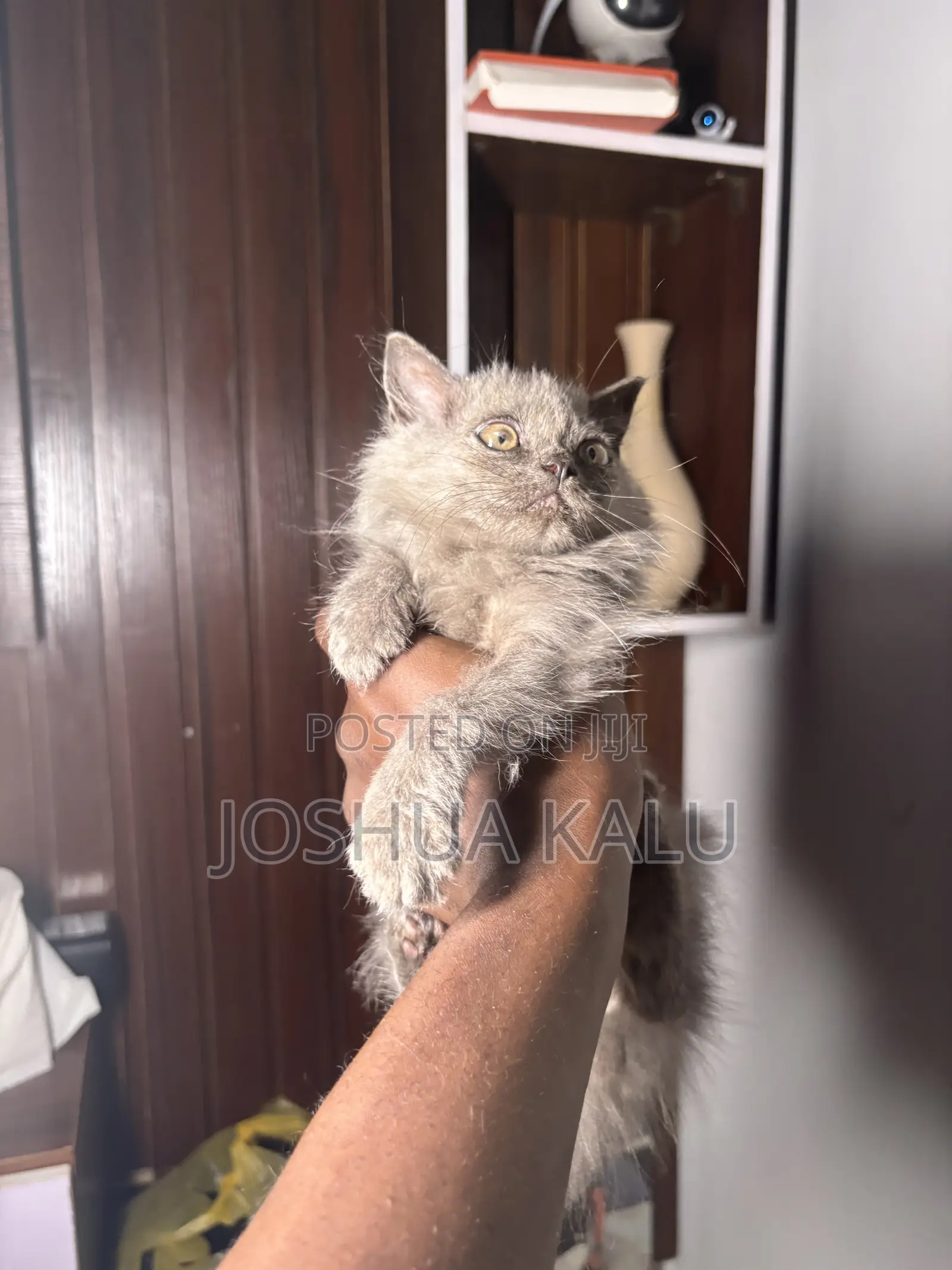 1-3 months Female Purebred Persian