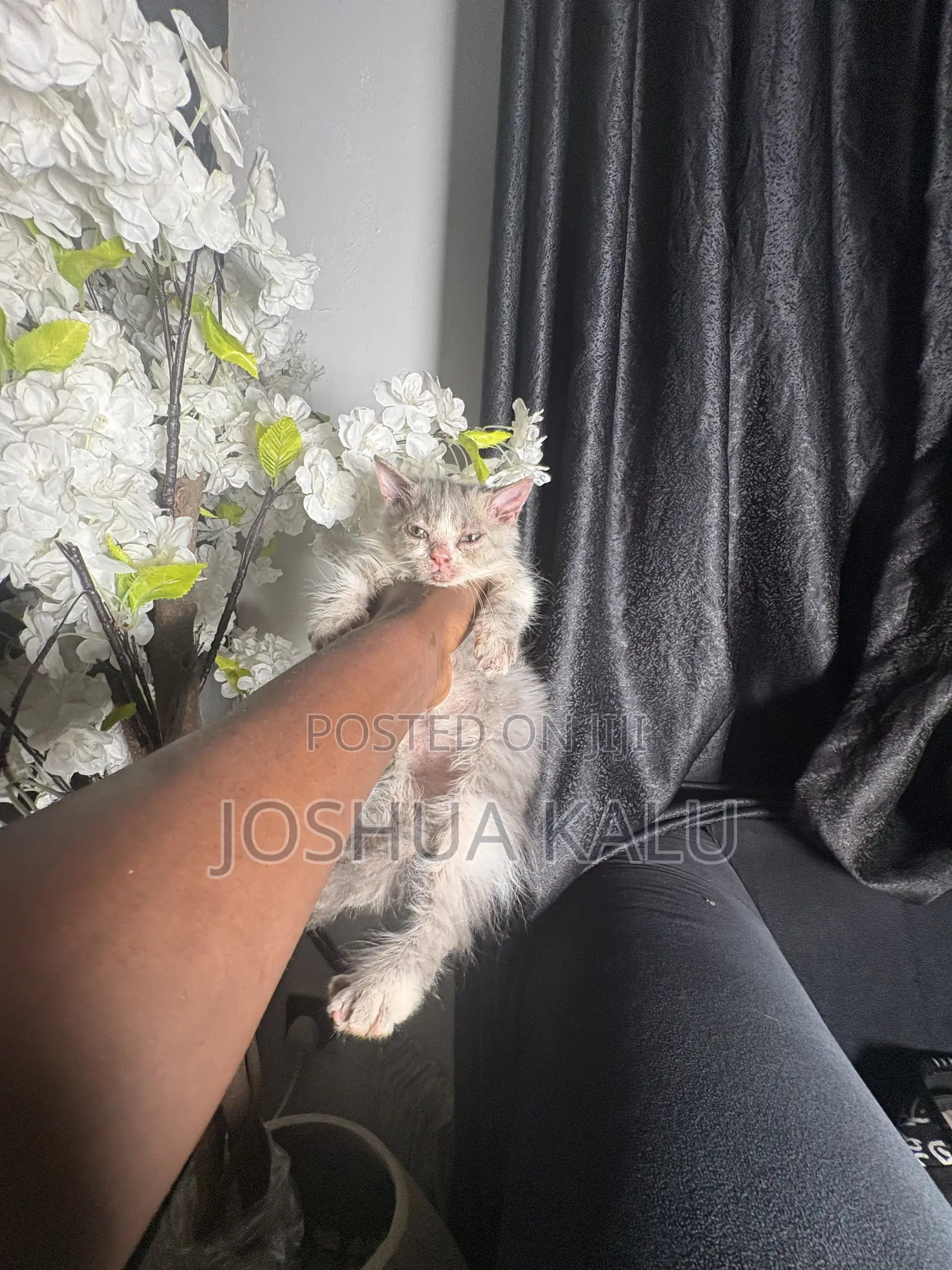 1-3 months Female Purebred Persian