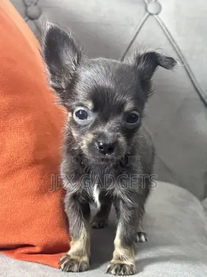 1-3 months Female Purebred Chihuahua