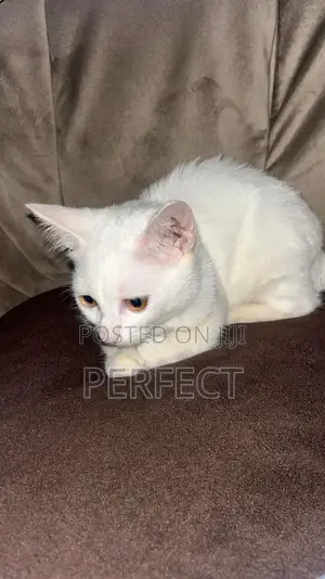 1-3 months Male Purebred Persian