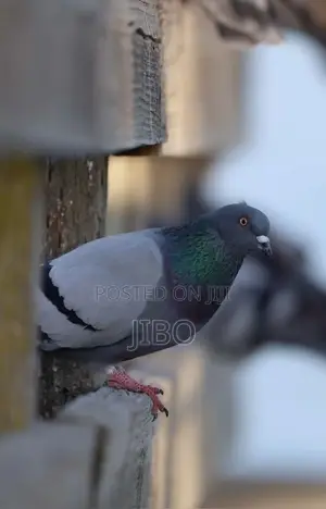 Modern Pigeon