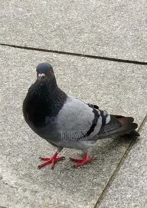 Modern Pigeon
