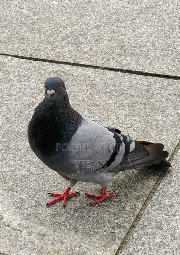 Modern Pigeon