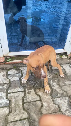 3-6 months Male Purebred American Pit Bull Terrier