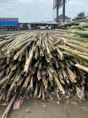 Because Thick Bamboo