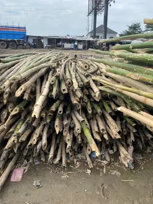 Because Thick Bamboo