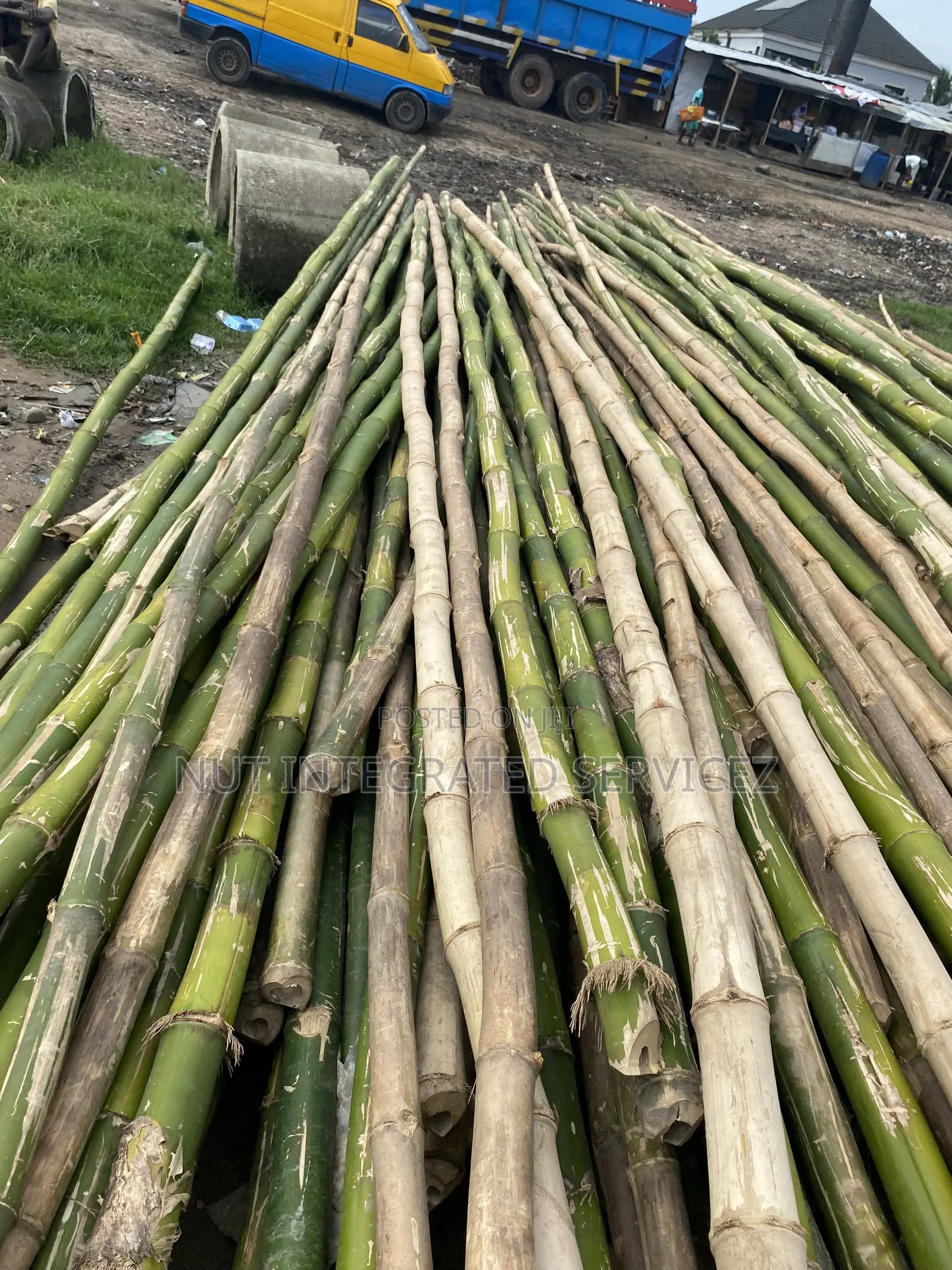 Because Thick Bamboo