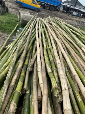 Because Thick Bamboo