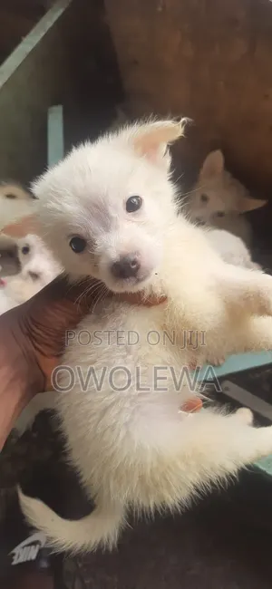 3-6 months Male Purebred American Eskimo