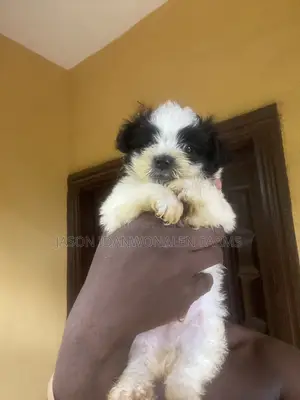 1-3 months Male Purebred Lhasa Apso
