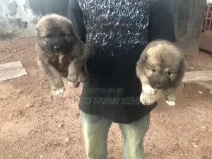 0-1 month Female Purebred Caucasian Shepherd