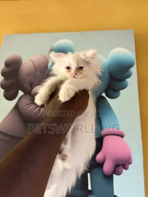1-3 months Male Purebred Persian