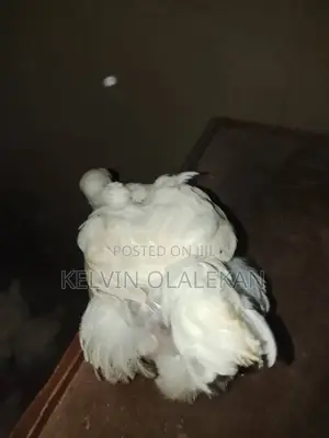6 Weeks Broilers. Non Boosted Natural Feeding Strong and Healthy