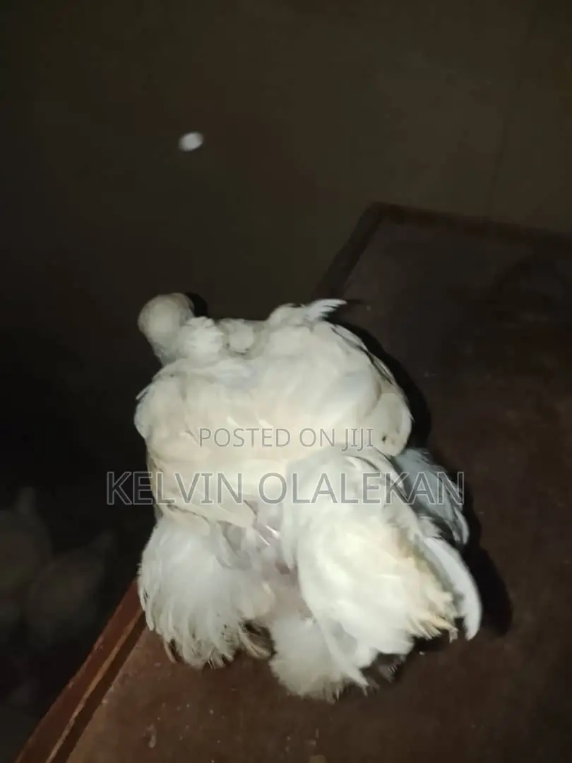 6 Weeks Broilers. Non Boosted Natural Feeding Strong and Healthy
