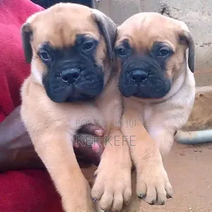 1-3 months Female Purebred Boerboel