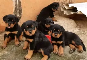 1-3 months Female Purebred Rottweiler