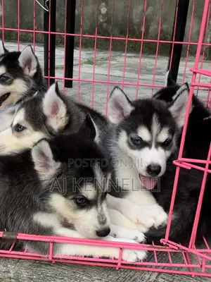 1-3 months Female Purebred Siberian Husky
