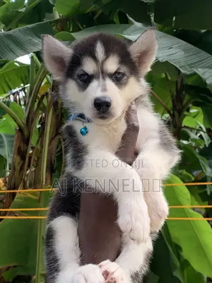1-3 months Male Purebred Siberian Husky