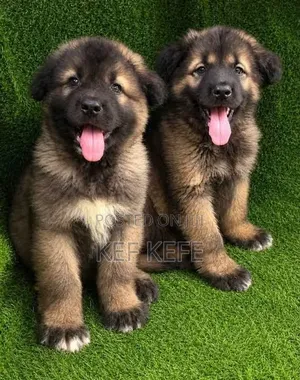 1-3 months Female Purebred Caucasian Shepherd