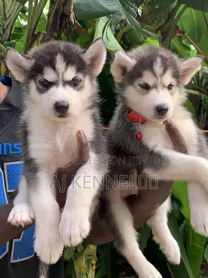 1-3 months Male Purebred Siberian Husky