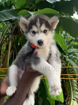 1-3 months Male Purebred Siberian Husky