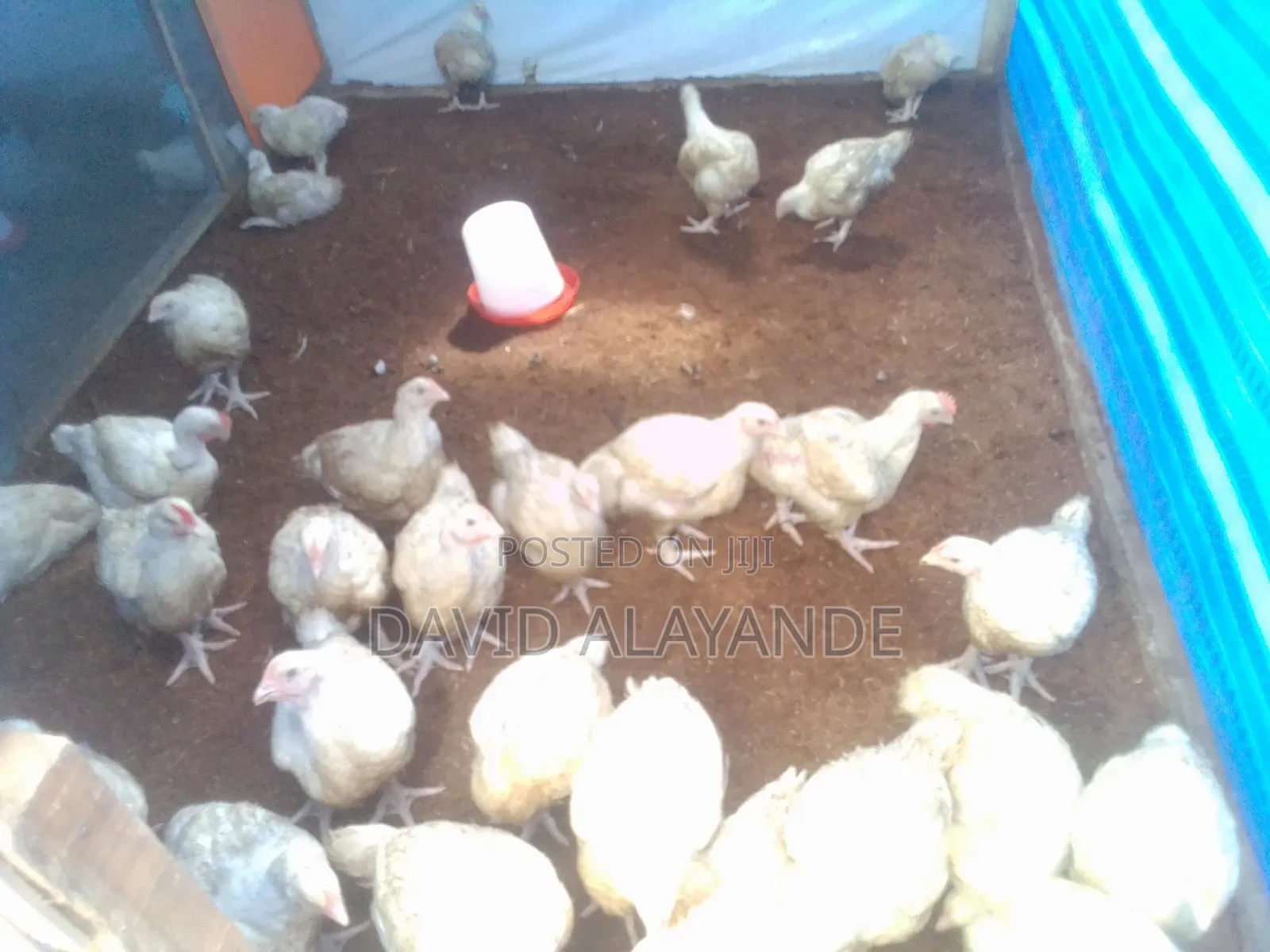 6 Weeks Broilers Available