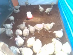 6 Weeks Broilers Available