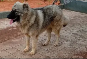 0-1 month Male Purebred Caucasian Shepherd
