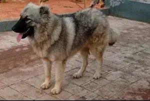 0-1 month Male Purebred Caucasian Shepherd