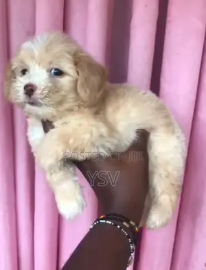 1-3 months Male Mixed Breed Havanese