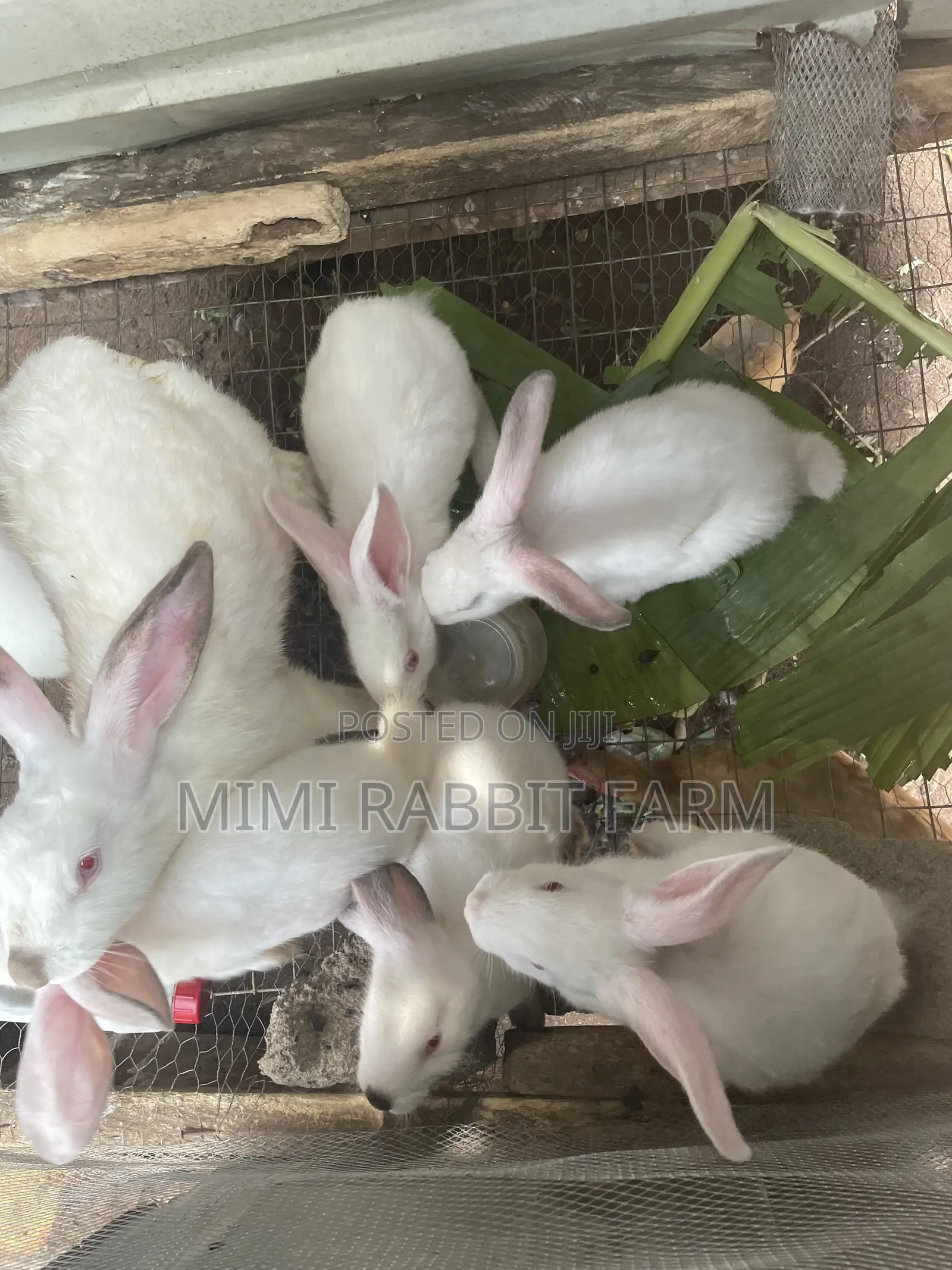 2 Months Old White New Zealand Rabbits for Sale