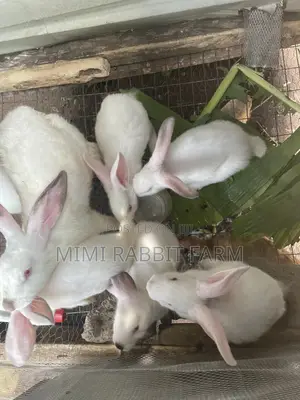 2 Months Old White New Zealand Rabbits for Sale