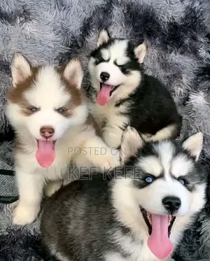 1-3 months Female Purebred Siberian Husky