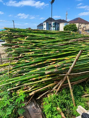 Bamboo for Building