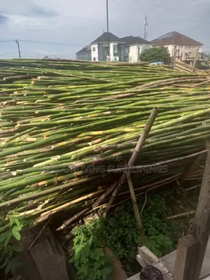 Bamboo for Building