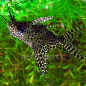 Upside Down Catfish