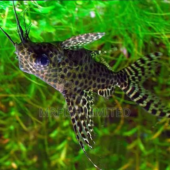 Upside Down Catfish