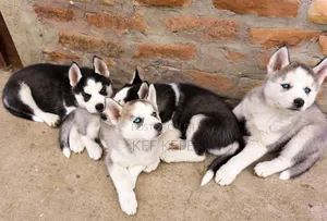 1-3 months Female Purebred Siberian Husky