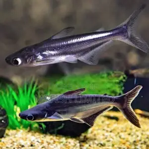 Pangasius Catfish (Iridescent Shark)