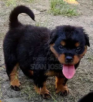 1-3 months Male Purebred Rottweiler