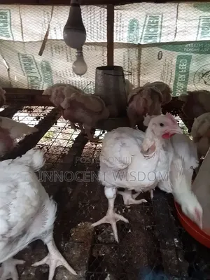 4 Weeks Chicken