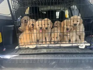 1-3 months Female Purebred Golden Retriever