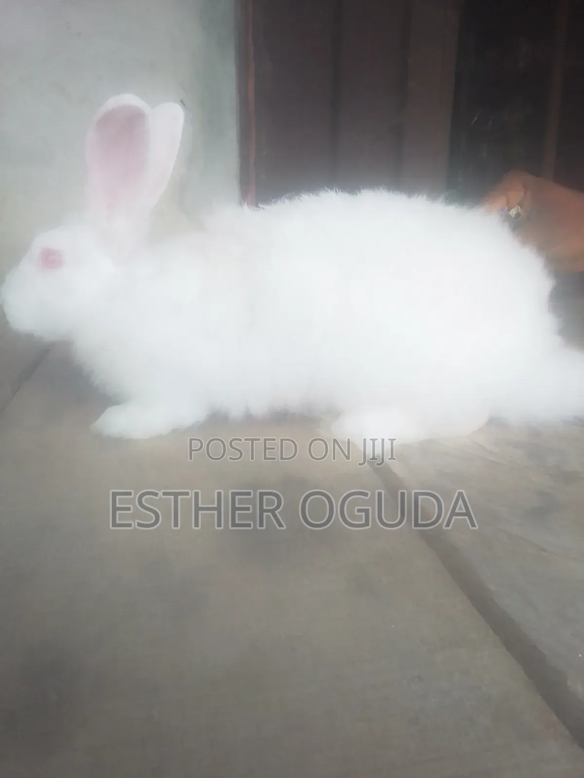 Pregnant Rabbit