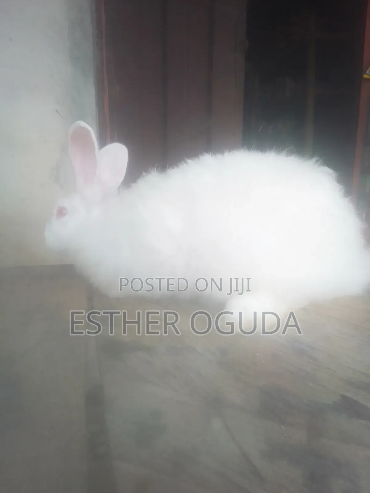 Pregnant Rabbit