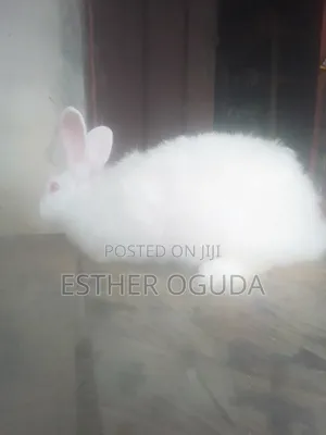 Pregnant Rabbit
