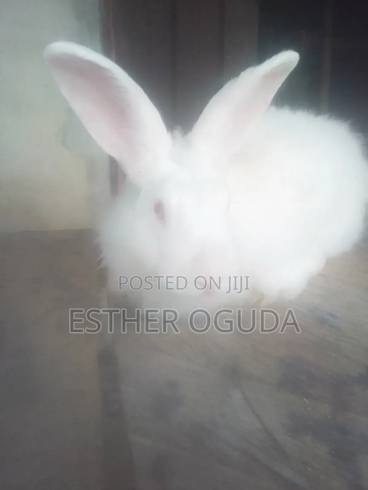 Pregnant Rabbit