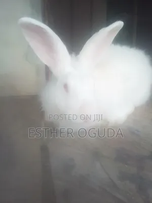 Pregnant Rabbit