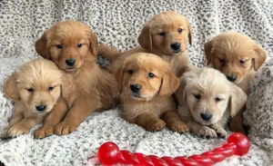1-3 months Female Purebred Golden Retriever